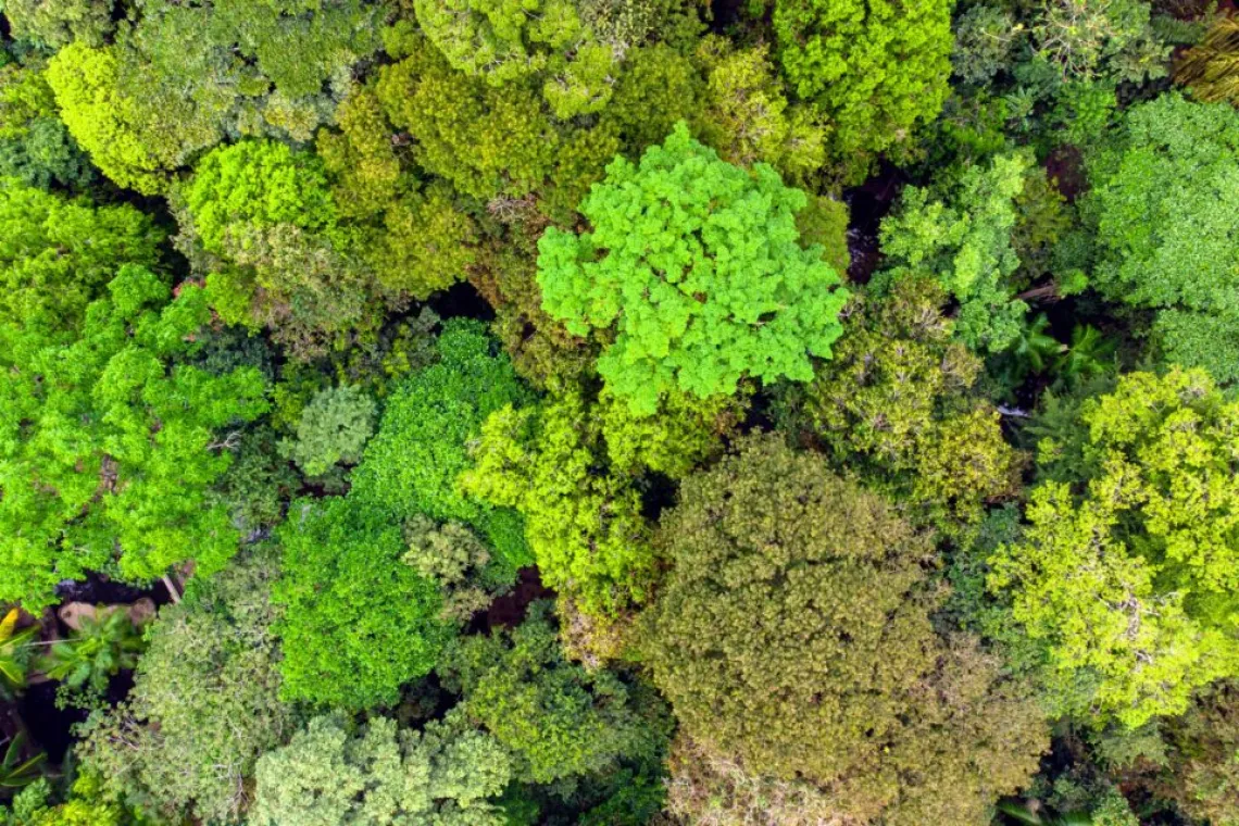 A view of green treetops looking down from above.