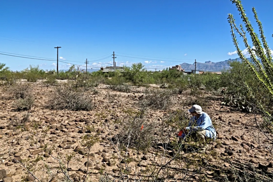 A person squats in the desert looking at plants on brown soil, with power lines in the distance under a blue sky.