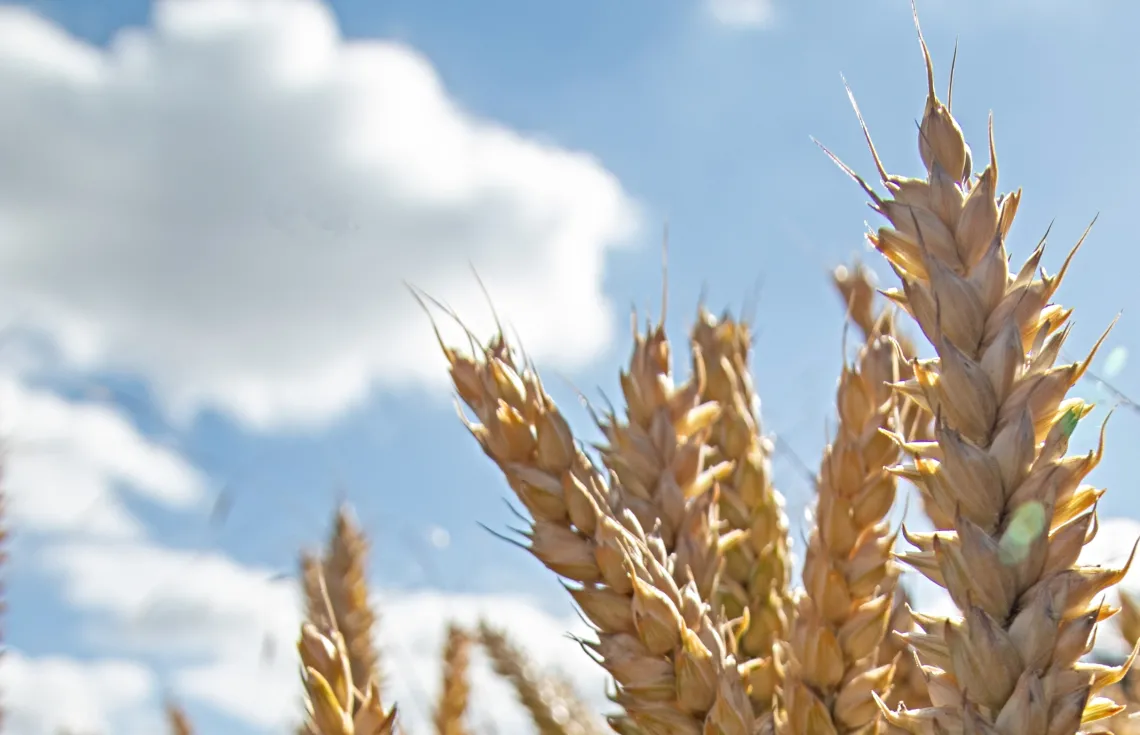 Dry corn under a blue sky.