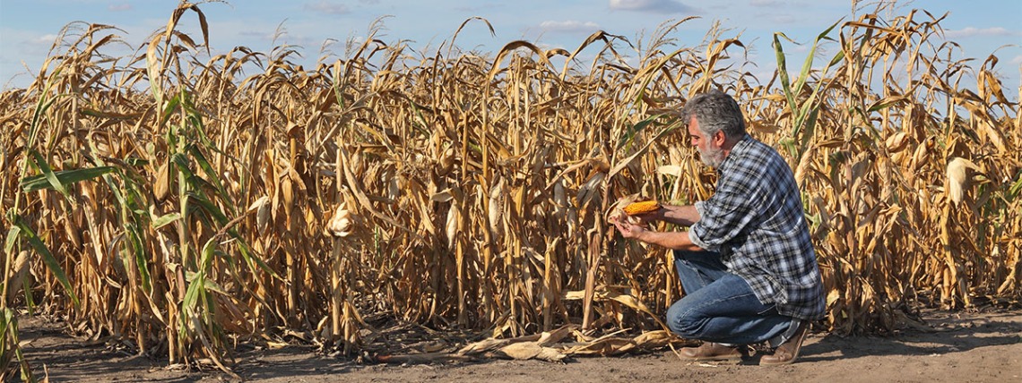 A man kneels and examines a ripe ear of corn by a cornfield.