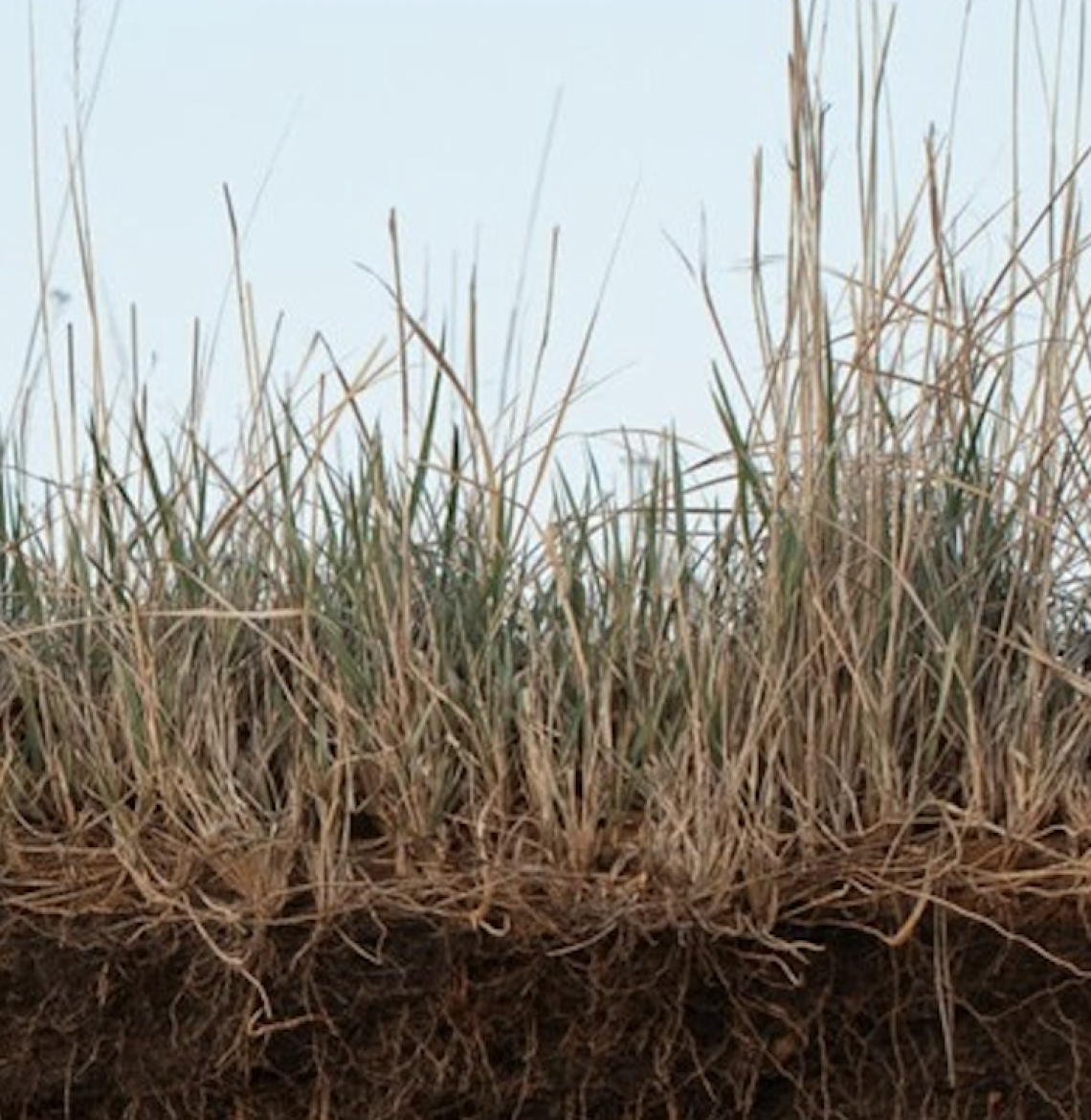 Dry grass is shown from roots to sky.