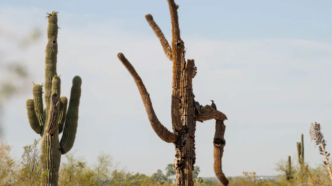 Two saguaro cacti are framed by a blue sky.