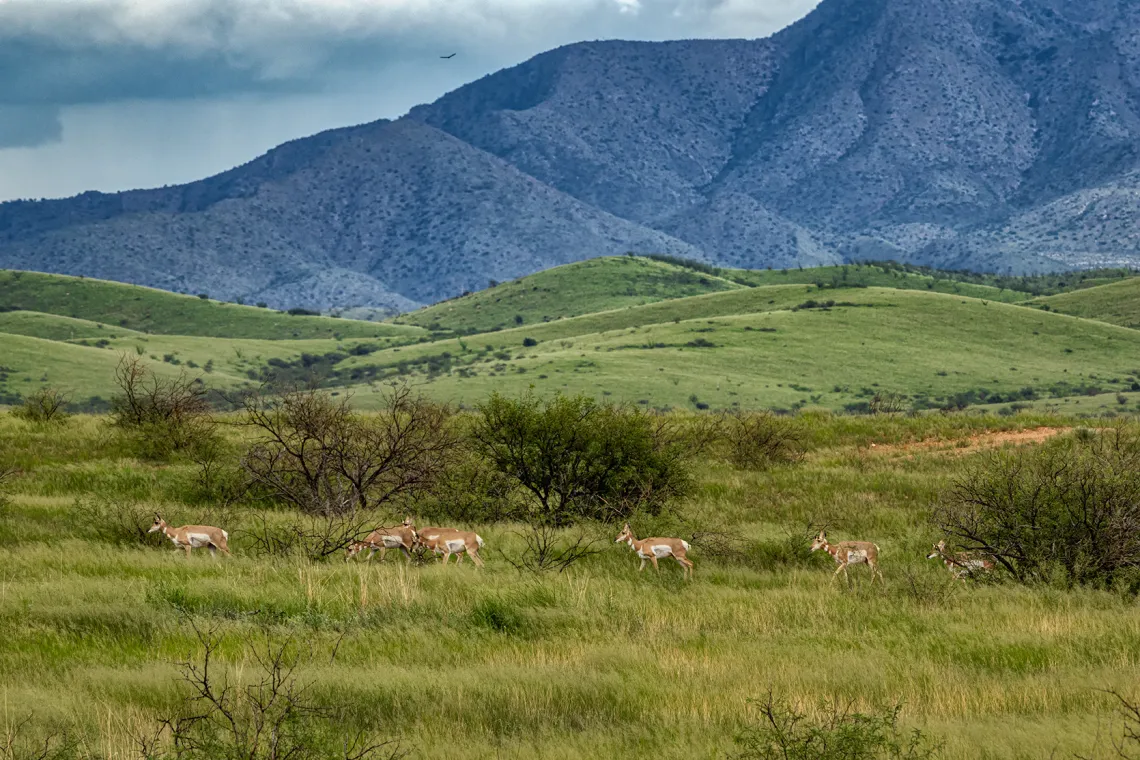 Pronghorn antelope walking in front of mountain