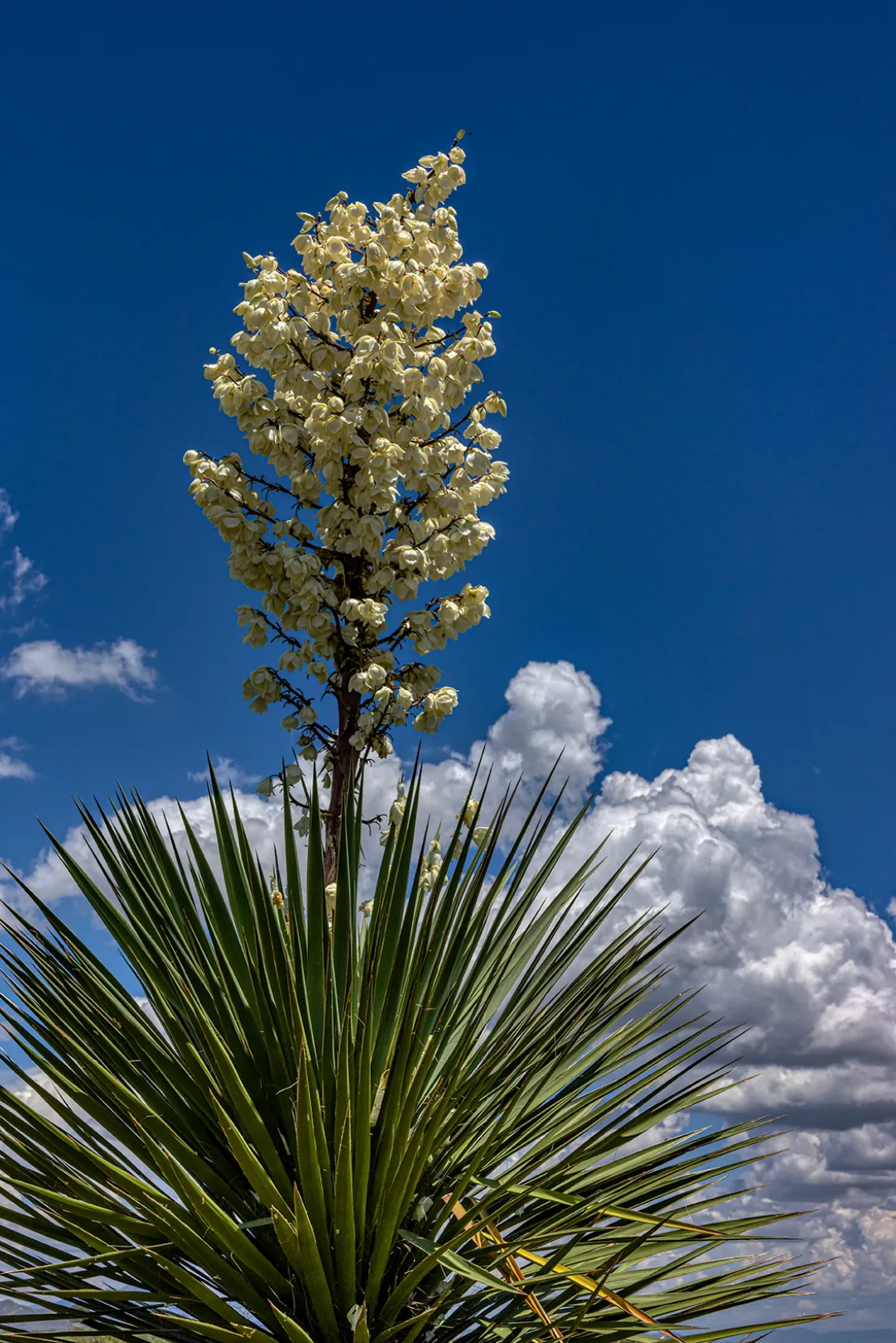 Yucca plant