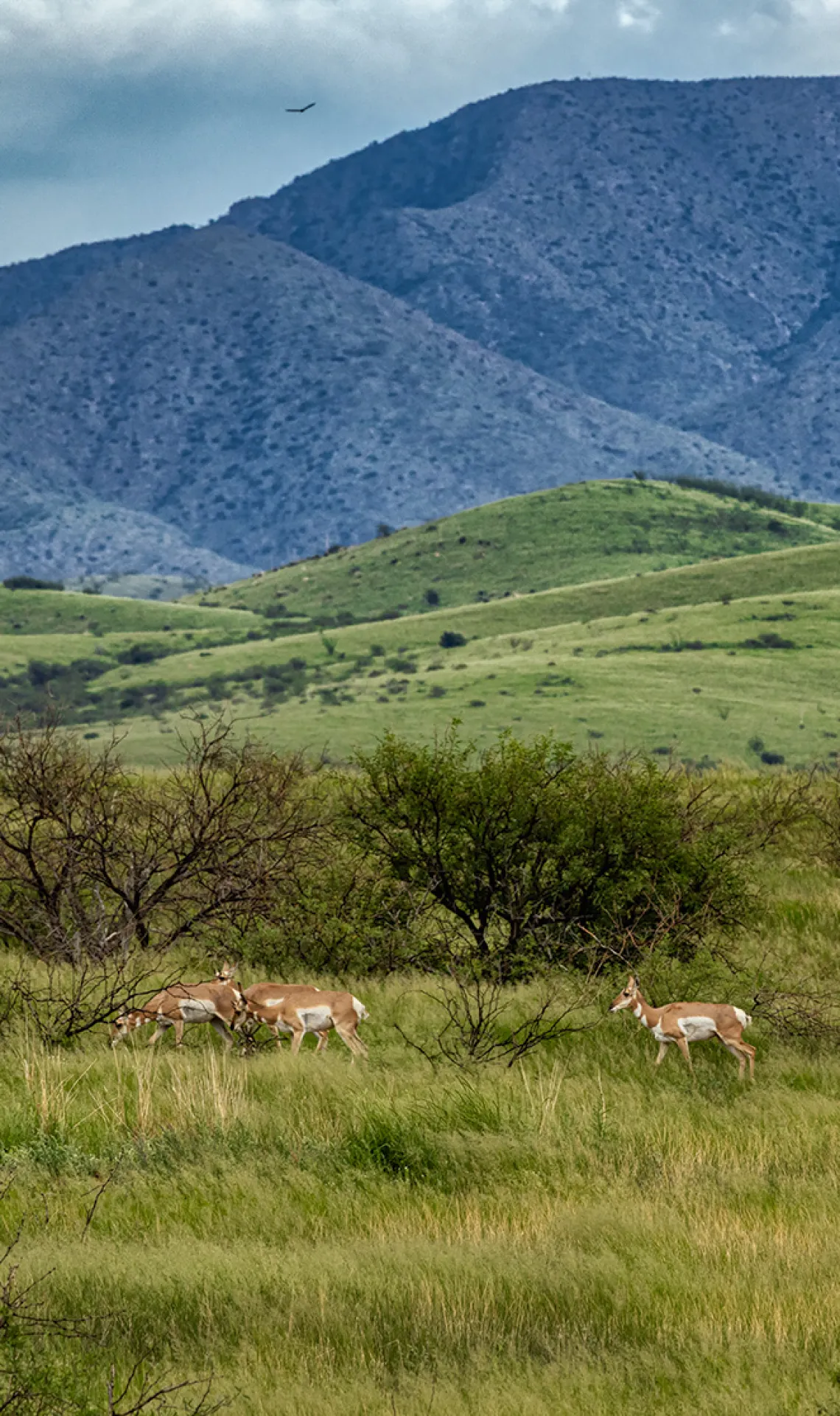 pronghorn antelope in Las Cienegas