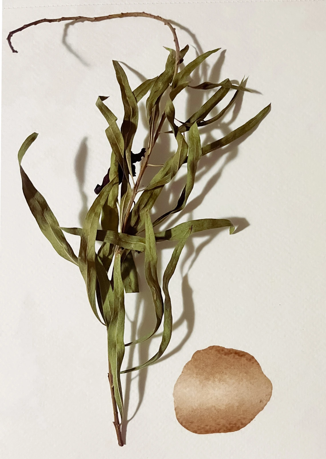 Dried plant on white backdrop