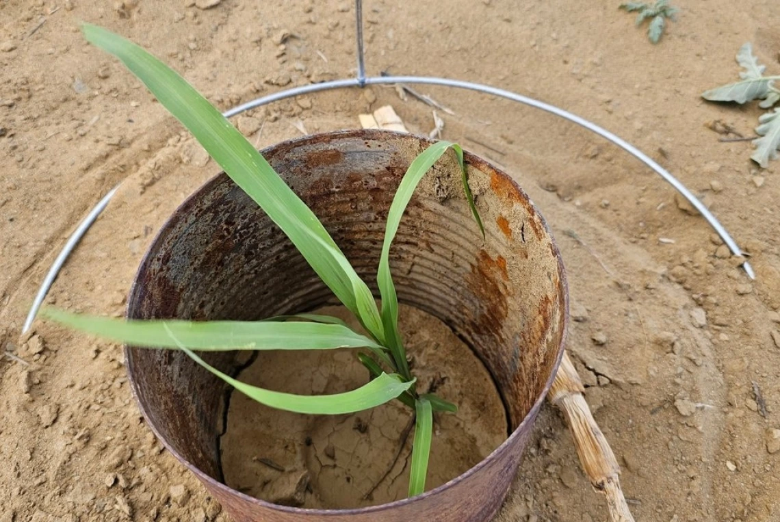 A young corn plant grows inside the protection of an old can.