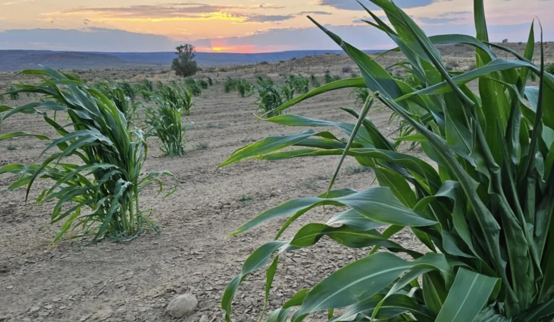 A cornfield in the desert at sunset.