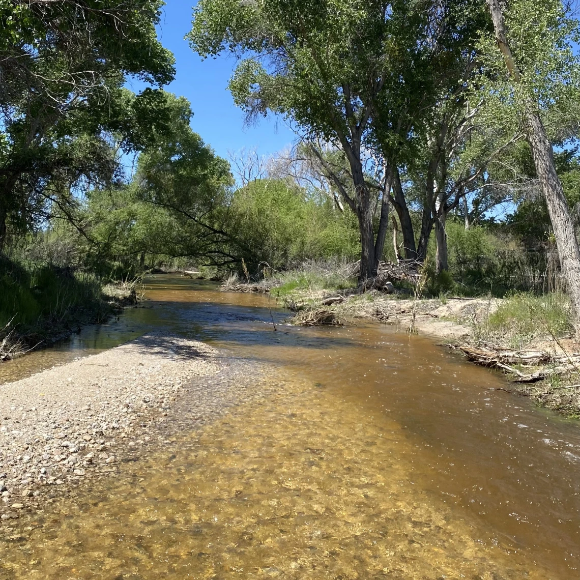 Creek running through cottonwood trees