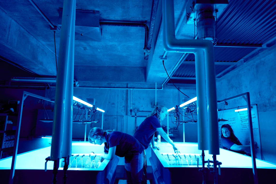 People doing research in a laboratory under blue light.