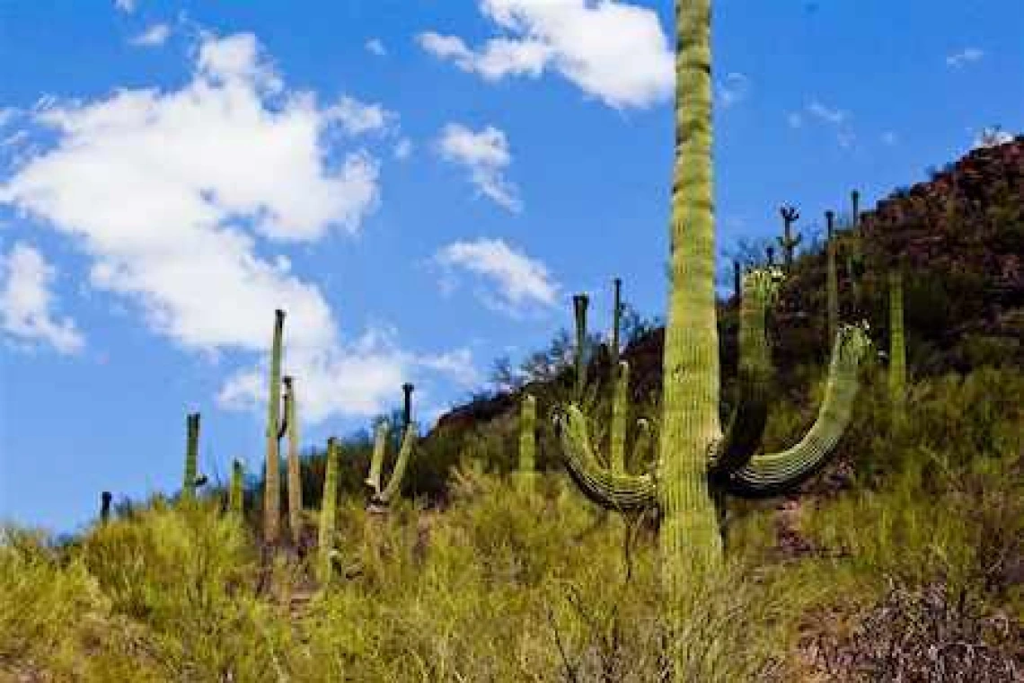 Saguaro cacti on a hill under a blue sky.