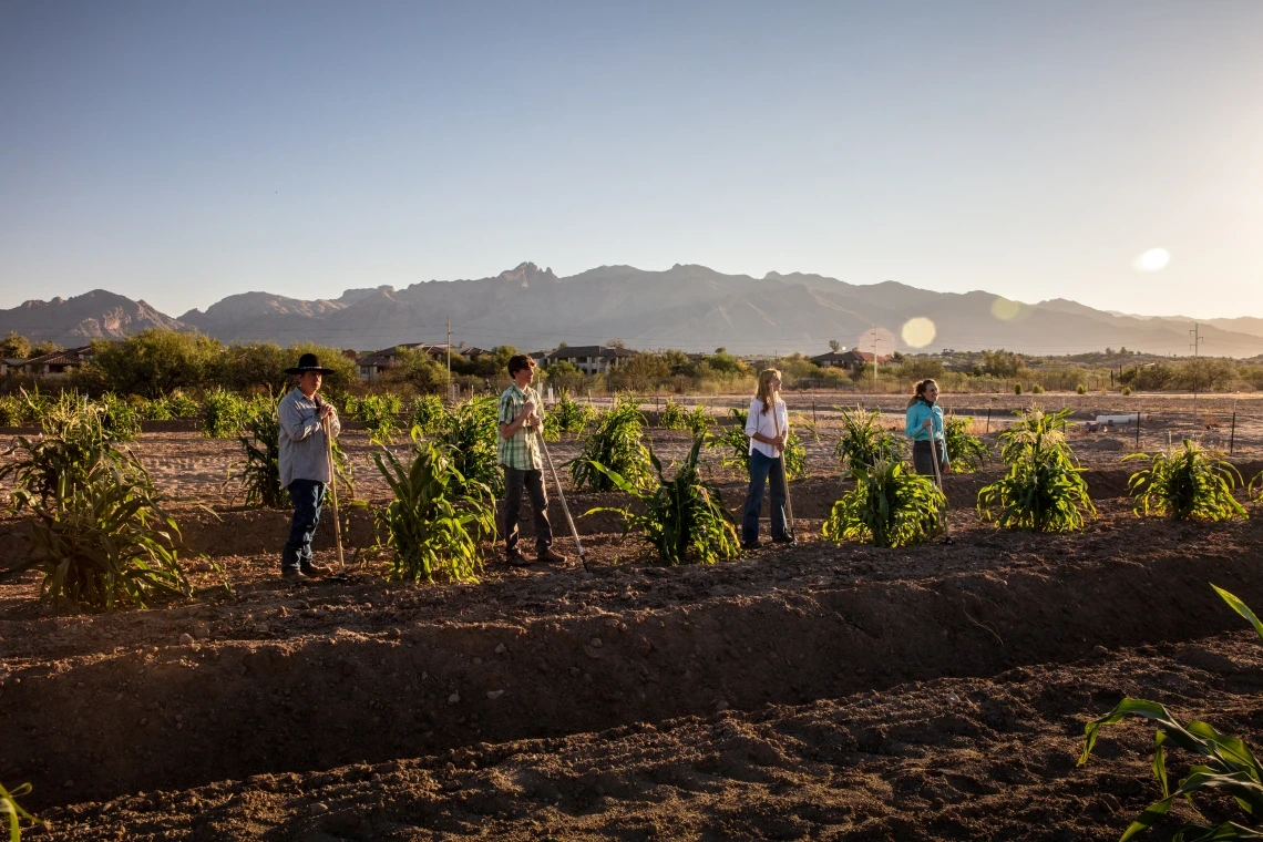 Kotutwa and team at research plot in Tucson. Hopi corn grows short, which helps it resist strong winds and facilitates harvesting.