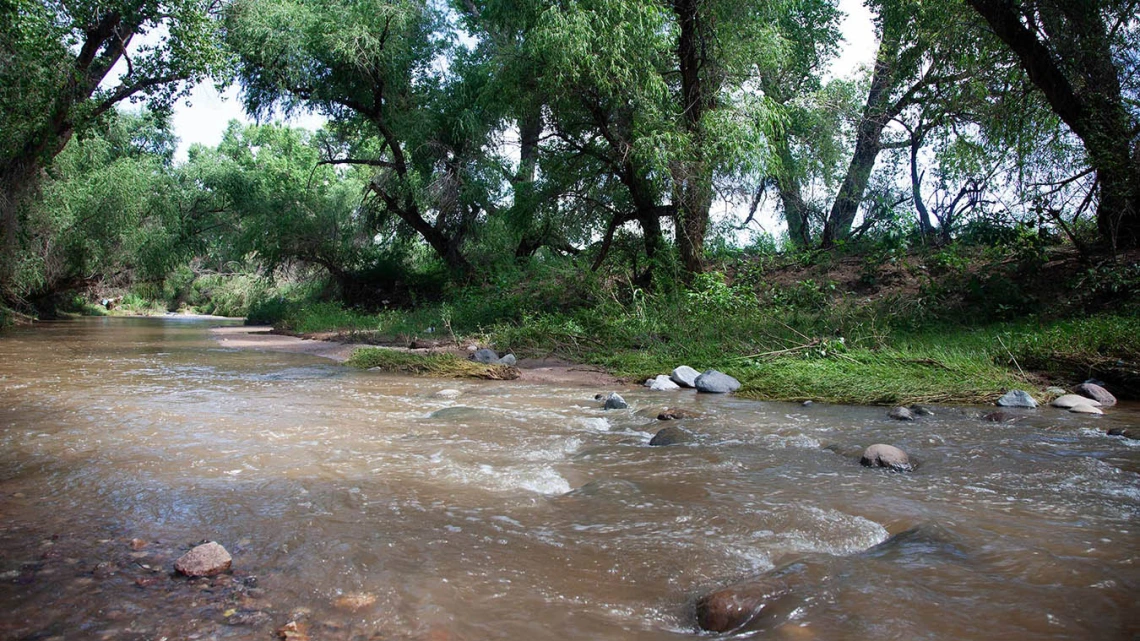 A shallow river under trees.