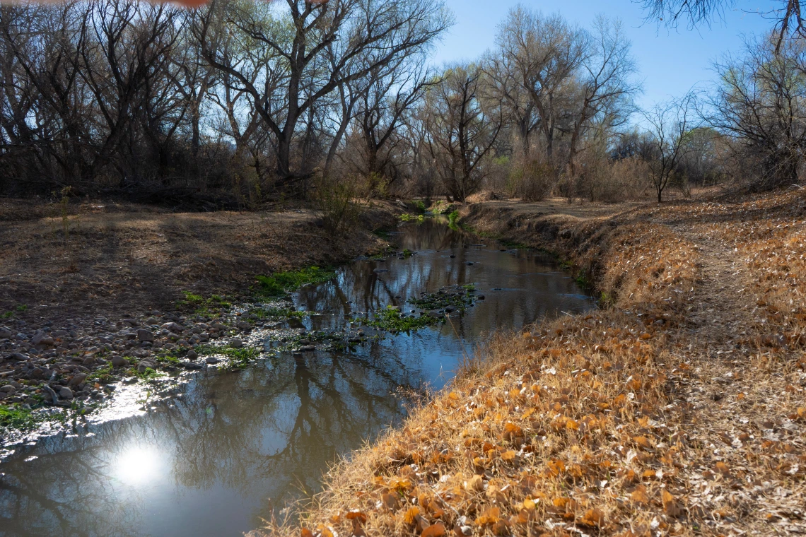 A small river flowing through dry lands underneath some trees.