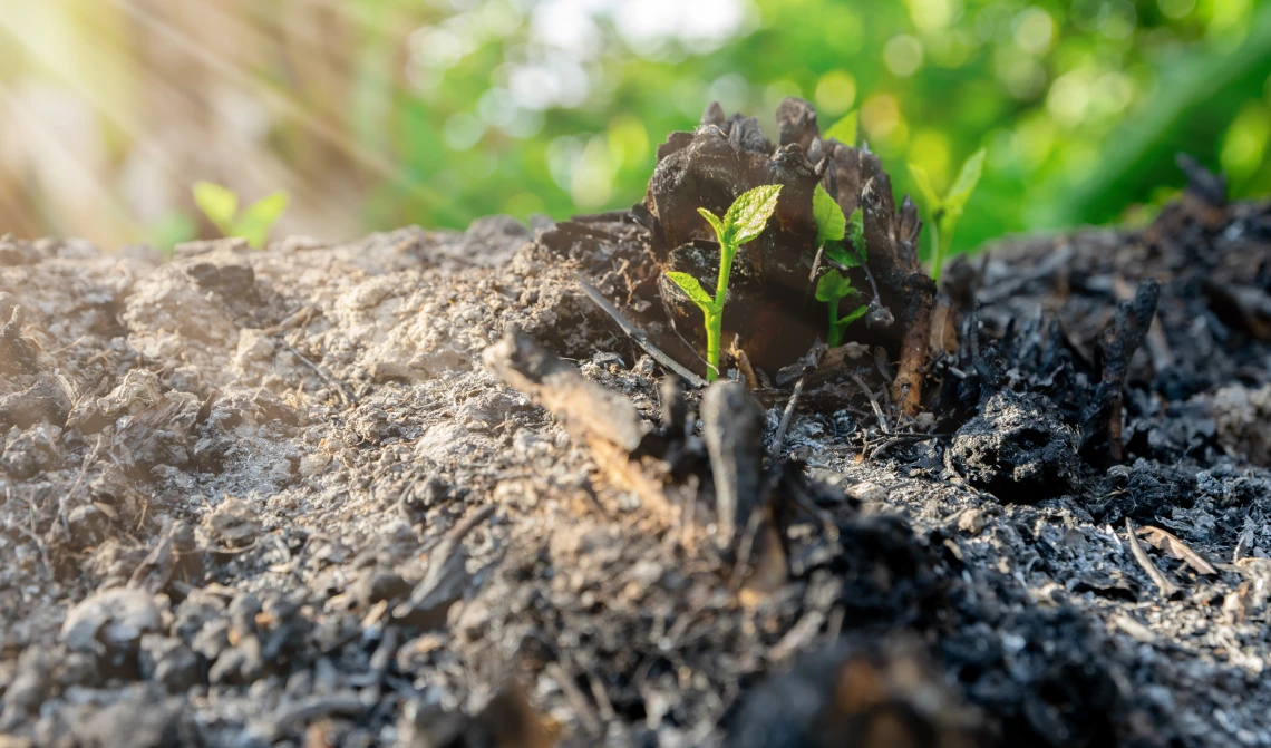 Sunlight lands upon a green sprout in a burn scar.