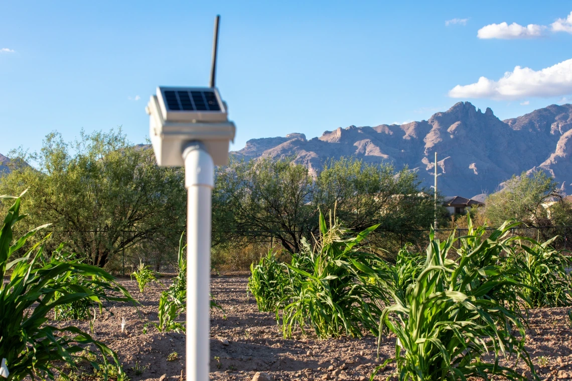 Michael Kotutwa Johnson's corn research field planted with heritage seed, requiring only 6-10 inches of rainfall to grow. The corn is approximately 5ft tall compared to typical U.S. corn which is 8-10ft tall.