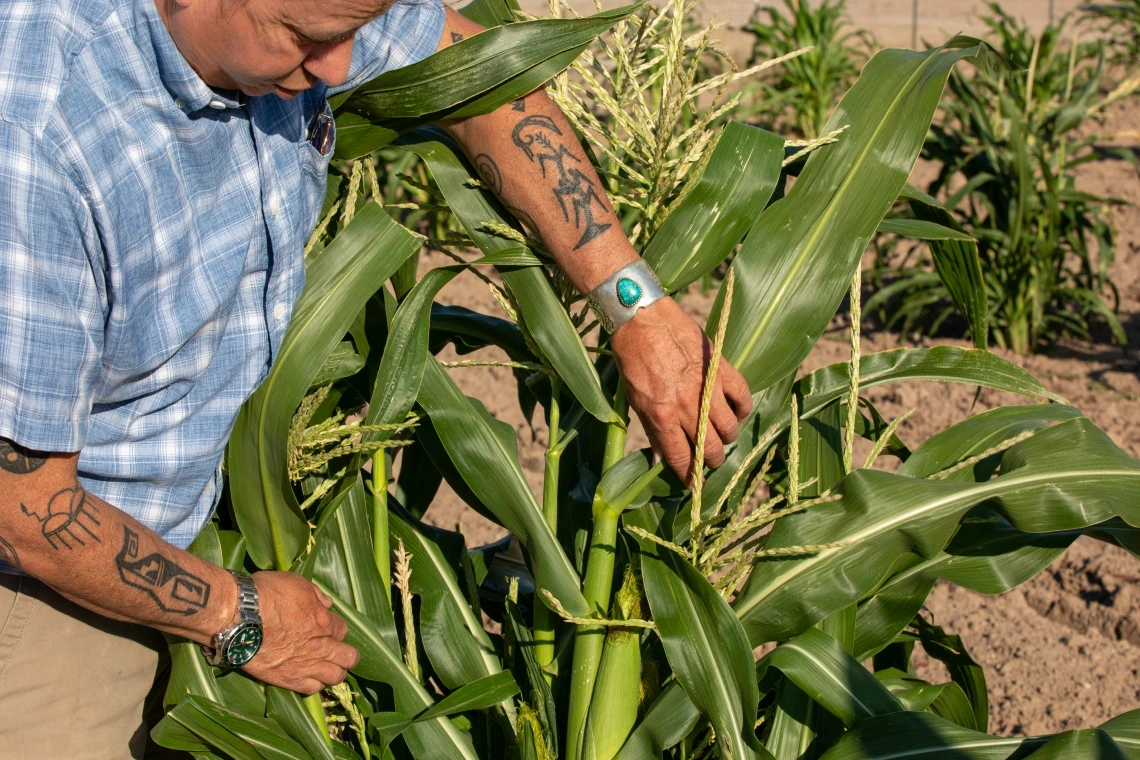 Michael Kotutwa Johnson's corn research field planted with heritage seed, requiring only 6-10 inches of rainfall to grow. The corn is approximately 5ft tall compared to typical U.S. corn which is 8-10ft tall.