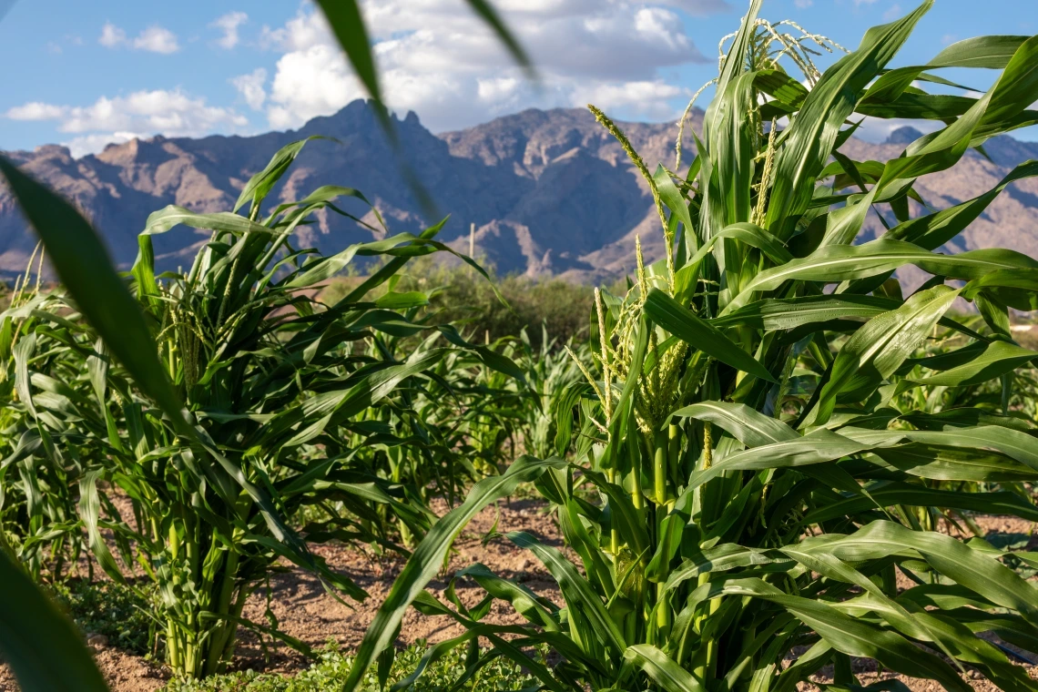 Michael Kotutwa Johnson's corn research field planted with heritage seed, requiring only 6-10 inches of rainfall to grow. The corn is approximately 5ft tall compared to typical U.S. corn which is 8-10ft tall.