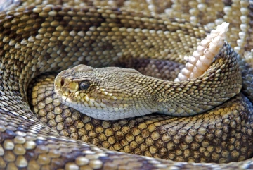 A coiled rattlesnake.