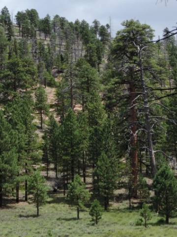 A ponderosa forest in daylight.