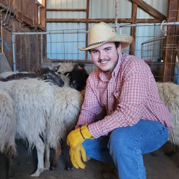 A man wearing a checkered shirt, yellow gloves, and a cowboy hat, kneeling in a barn surrounded by sheep