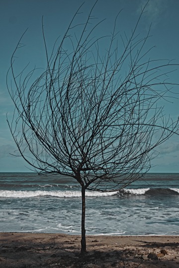 A bare tree on the beach.