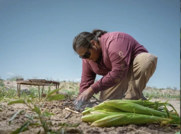 Farmer collecting corn from field