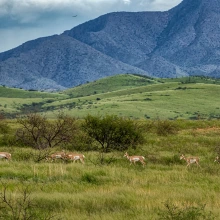 Pronghorn antelope walking in front of mountain