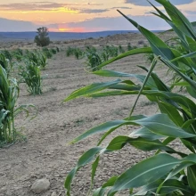 A cornfield in the desert at sunset.