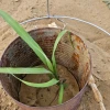 A young corn plant grows inside the protection of an old can.