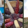 Michael Kotutwa Johnson divides his time between Tucson (left: in his ENR2 office) and his family home on Hopi land in northeastern Arizona (right). His passion is revitalizing the American Indian food system, which revolves around indigenous maize (center).