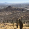 A view of saguaros on the side of Tumamoc Hill, with A Mountain in the background, and a hazy blue sky.