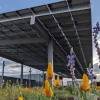 The Green Roof Project atop the Environment and Natural Resources 2 building pairs solar panels with garden plots, a system called agrivoltaics.