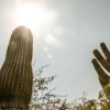 Saguaro cactus mid-afternoon in the sun.