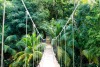A bridge of knotted ropes and wooden slats spans a verdant green rainforest.