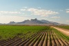 A field of crops with desert mountains in the distance.
